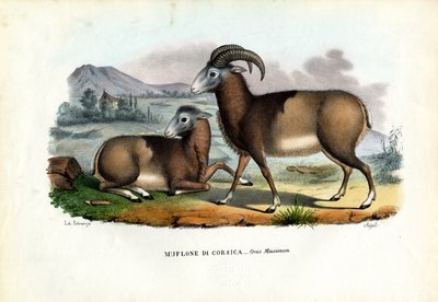 Mouflon, 1863-79 - Raimundo Petraroja